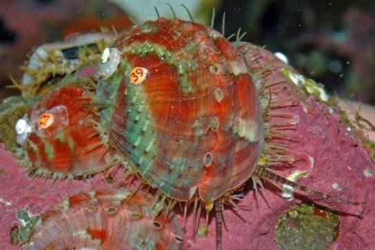 Juvenile abalone