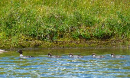 Barrow's goldeneye hen swimming in water with her brood of 4 young in tow