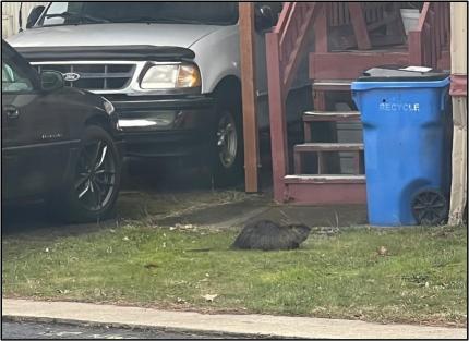 Aggressive nutria.
