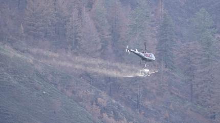 Helicopter seeding on the Ellemeham Mountain Unit.