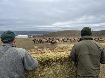 WDFW staff members observing a herd of elk.